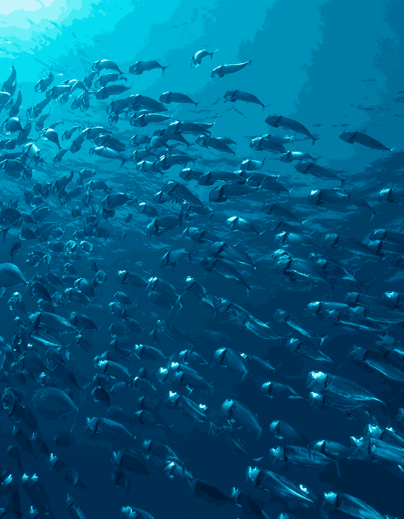 Mondiali Casting e Fly Casting