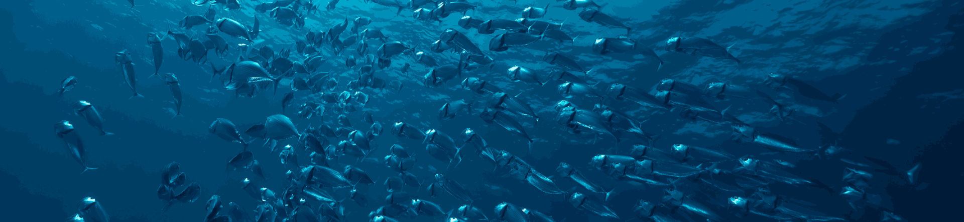 Nuova Tuccoli: T250VMax e Tuccoli T235 SF