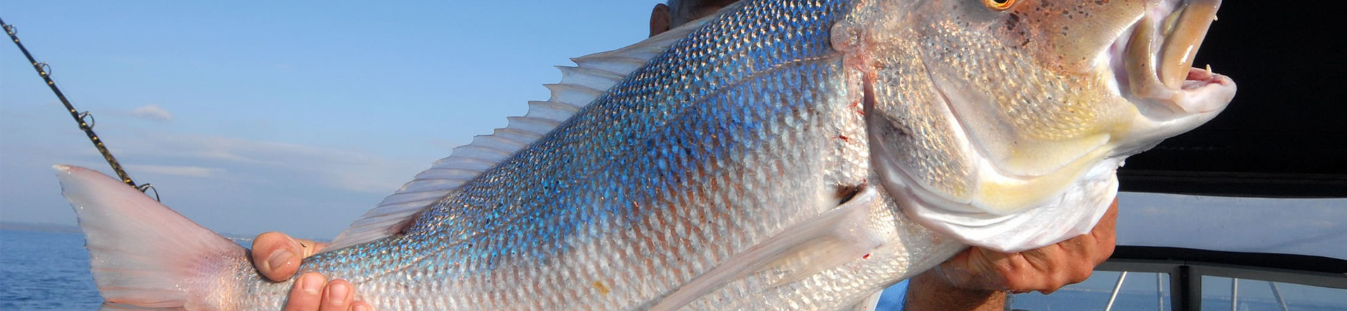 Traina con il vivo…partiamo da zero