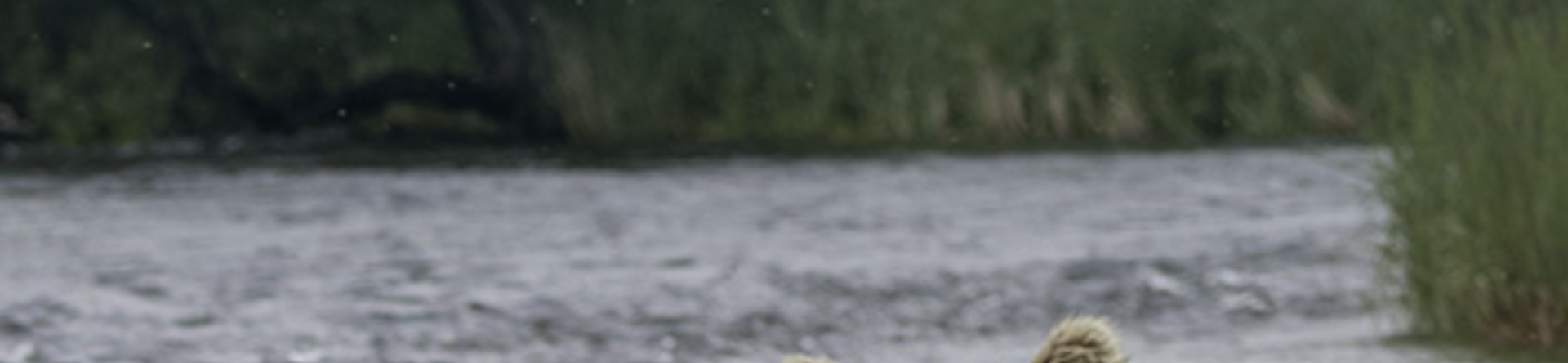 Alagnak river
