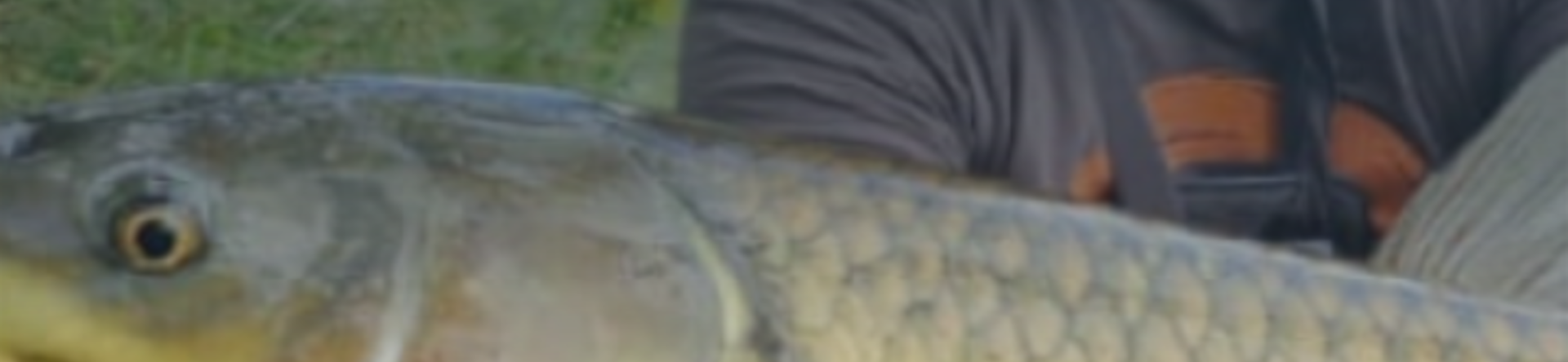 Tra alba e adrenalina: un'uscita di carpfishing tra emozioni e sorprese