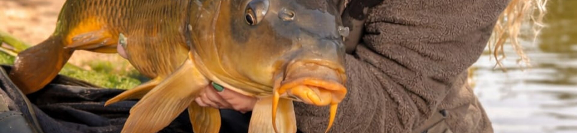 Carpfishing in acque libere