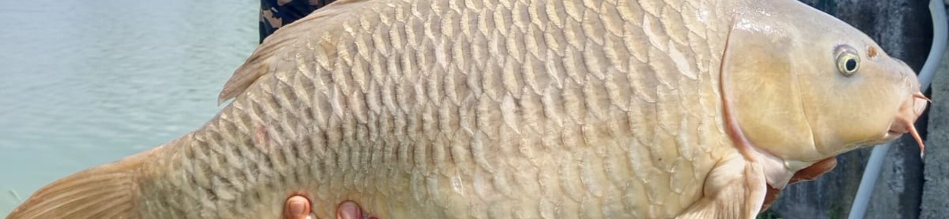 Carpfishing: mai mollare!