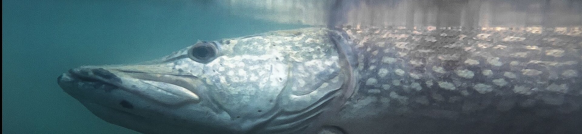 Pike Fishing with Spinning or Casting