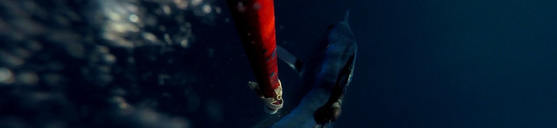 Seguire l’aguglia imperiale nel Mediterraneo