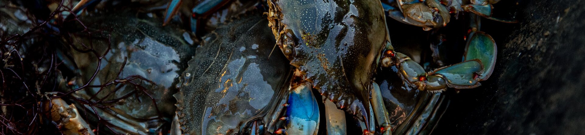 Quando il mare cambia: le specie aliene viste per prime dai pescatori