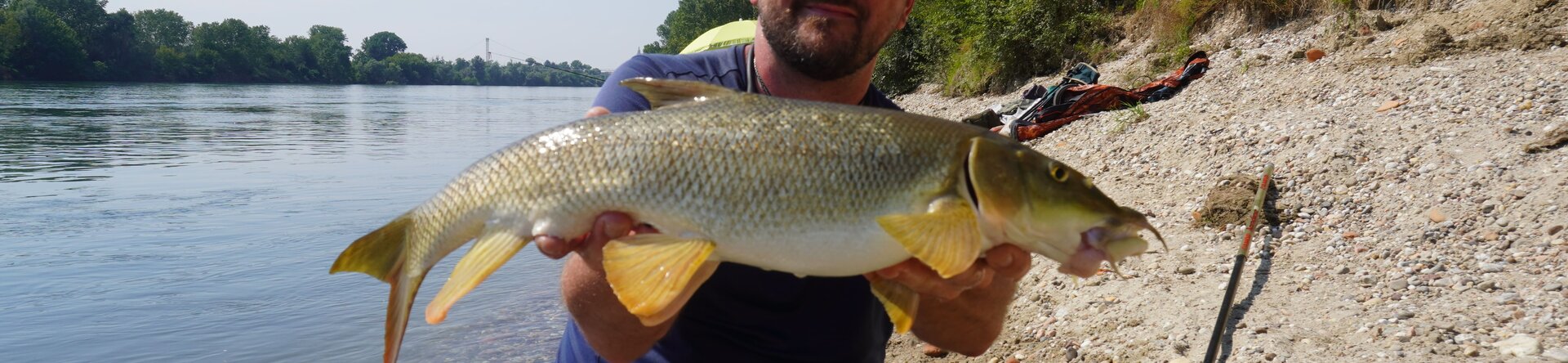 Barbi d’Estate: Feeder Fishing nel Fiume Ticino