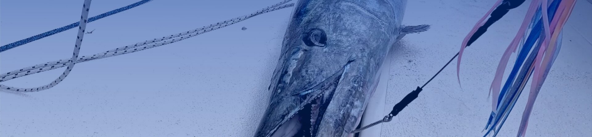 Cape Verde, the paradise of fishing