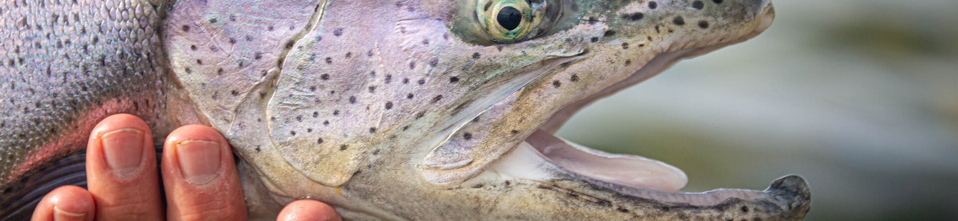 Le facce dell’Argentina: dalla Trota al Golden Dorado
