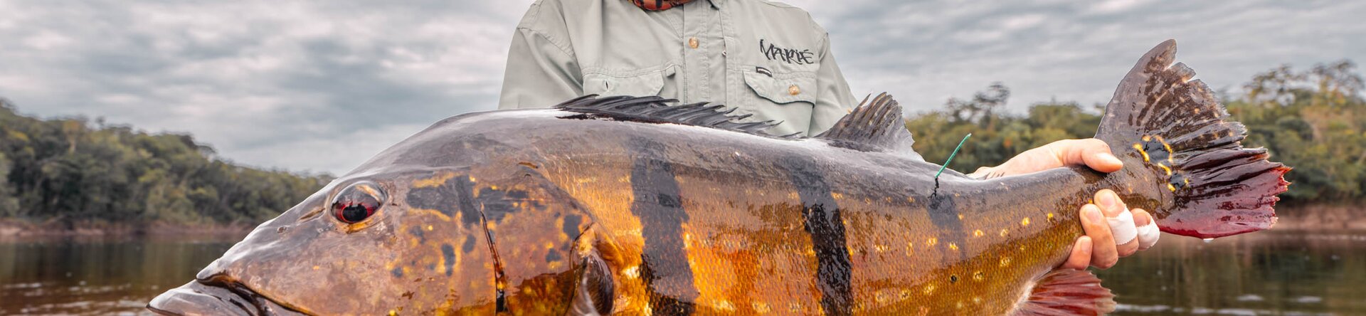 Peacock bass da record sul Rio Marié