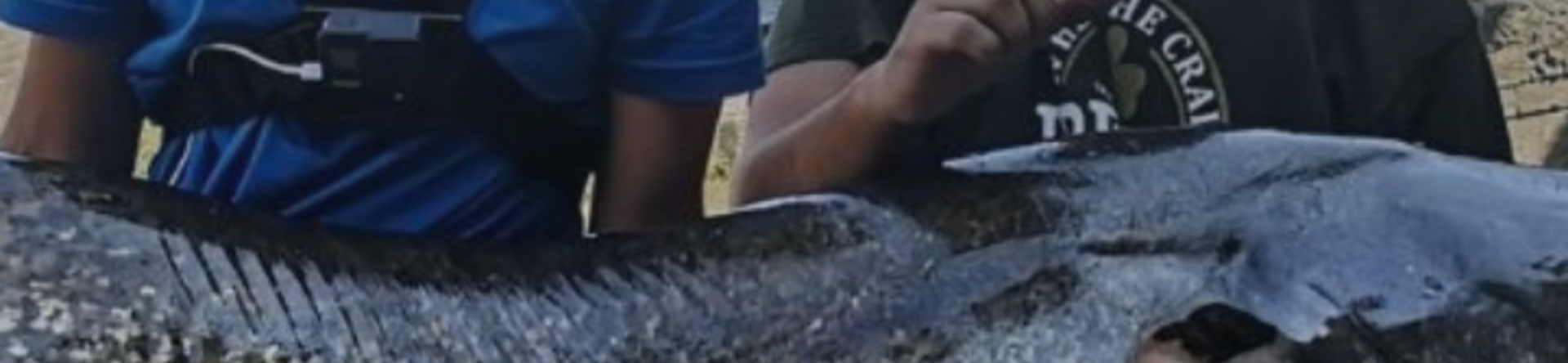 Perché andiamo a pesca?
