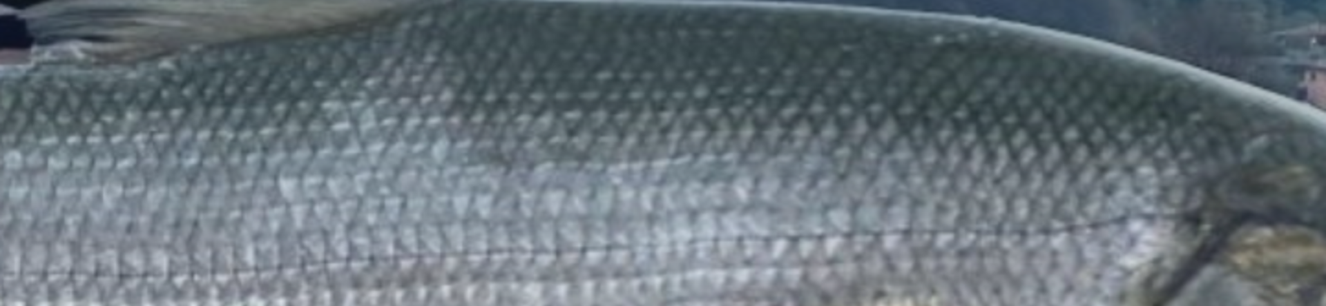 Pesca al Coregone