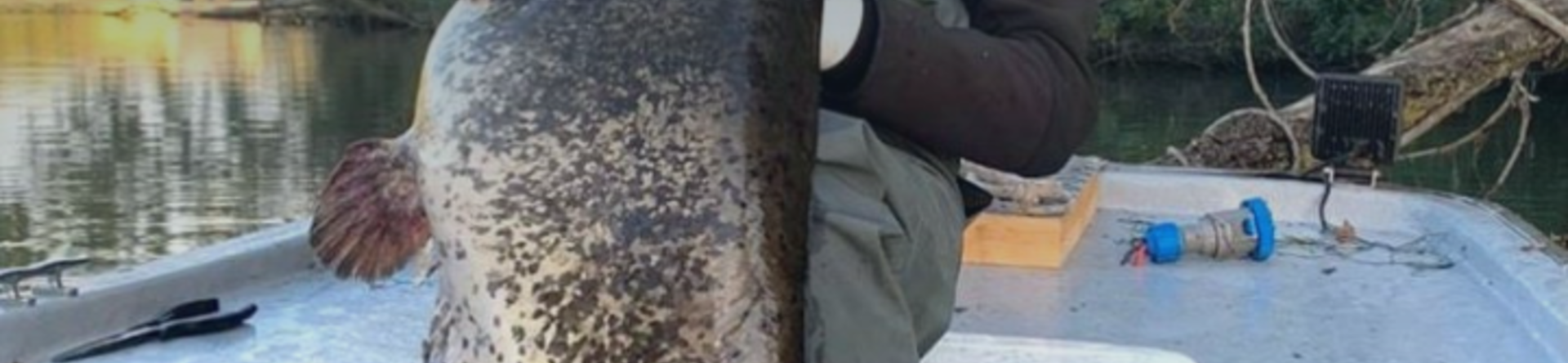 La sfidante pesca al siluro