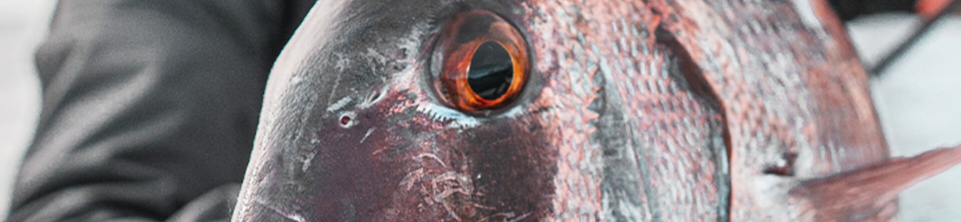 Pescare Show 2026: JLC Lures