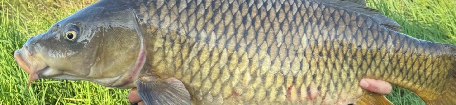 Pescare Show 2026: La Rubrica del Carpista