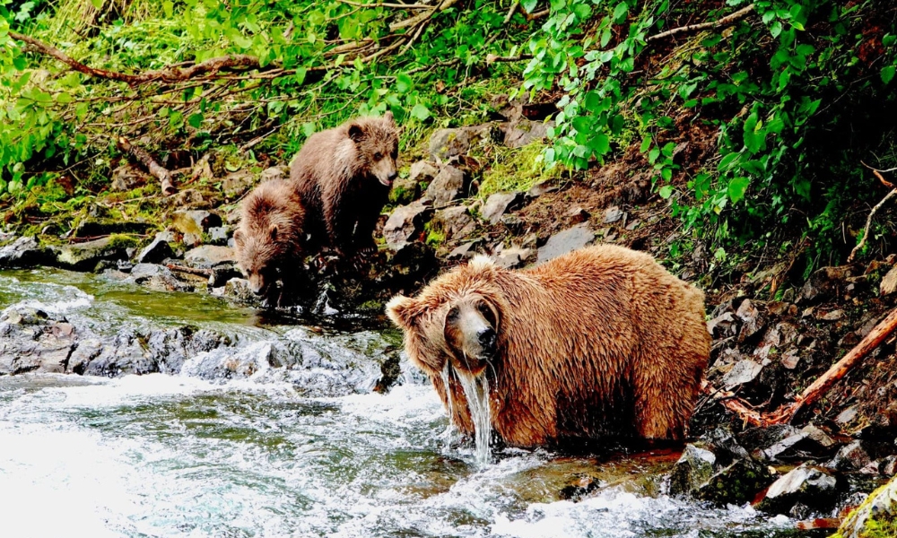 Alaska Blog 3