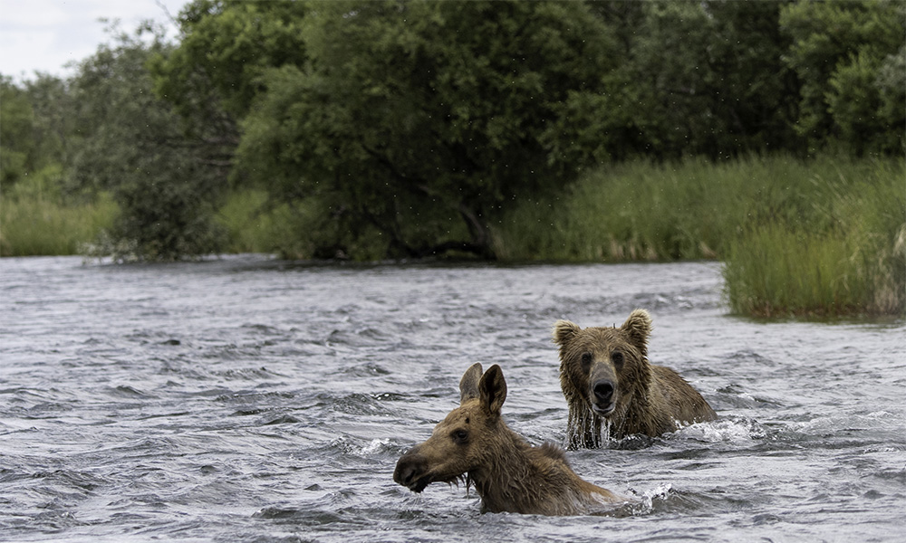 islanda alaska 1