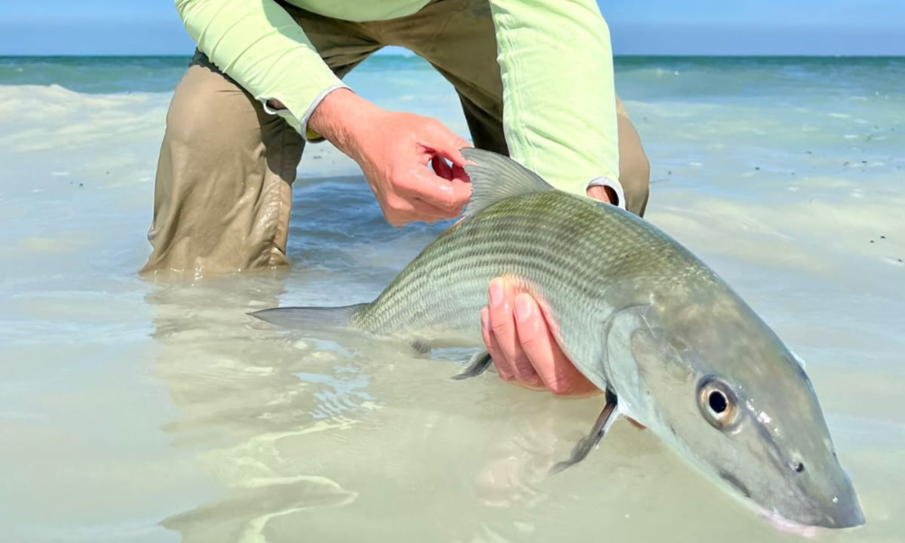 bahamas 4