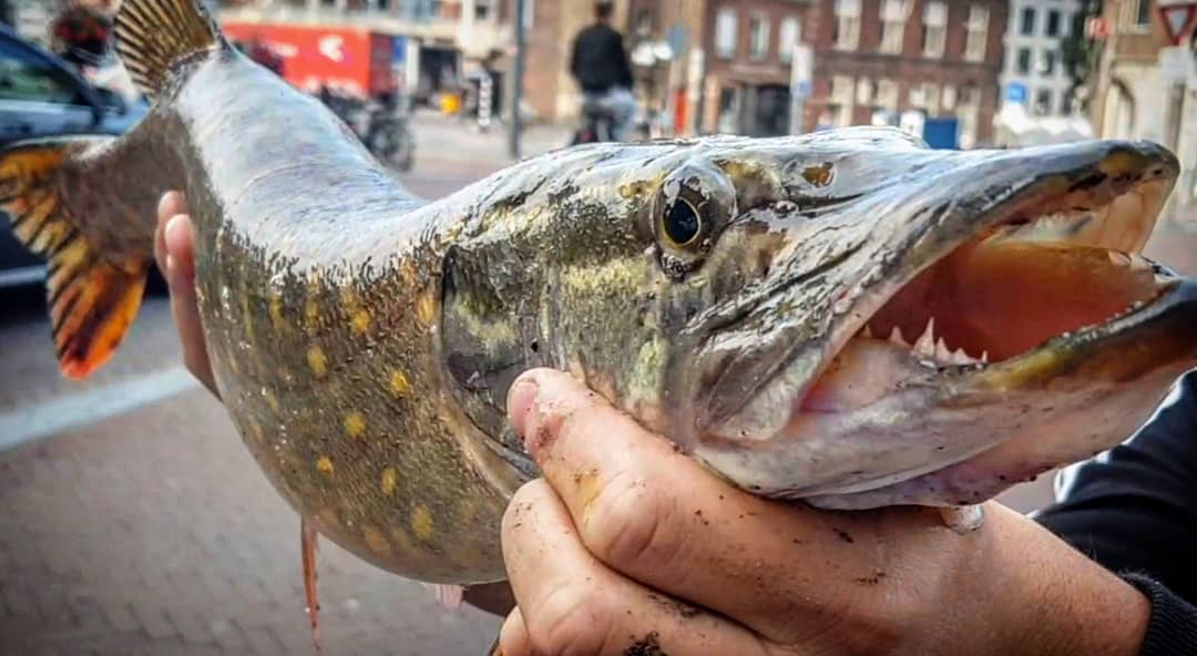 street fishing ad amsterdam