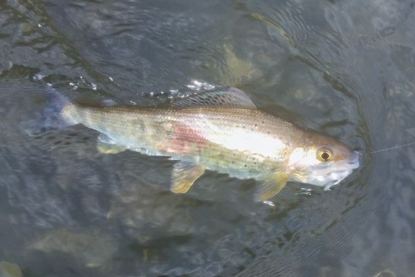 temolo nel fiume adige