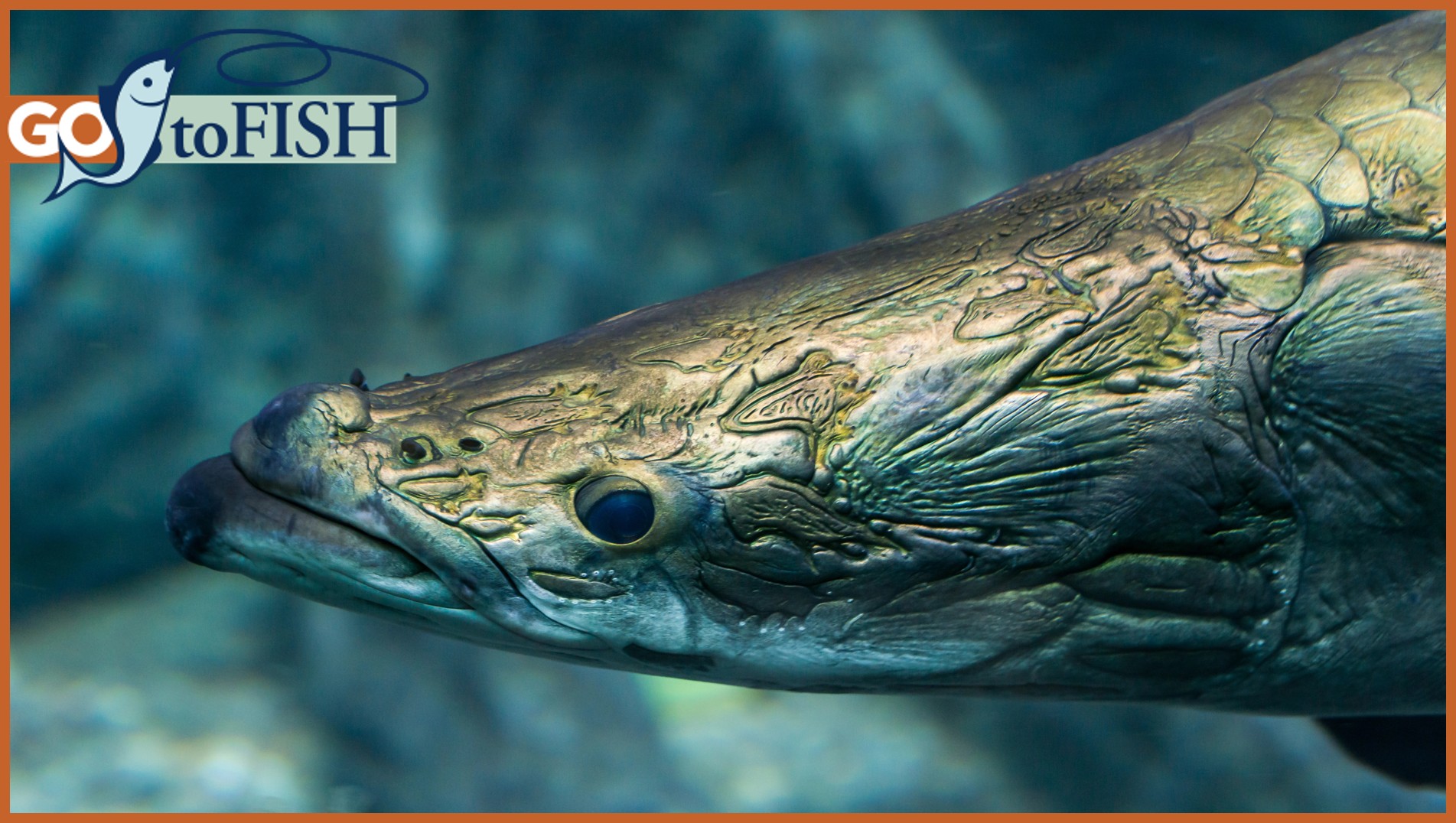 GotoFish social
