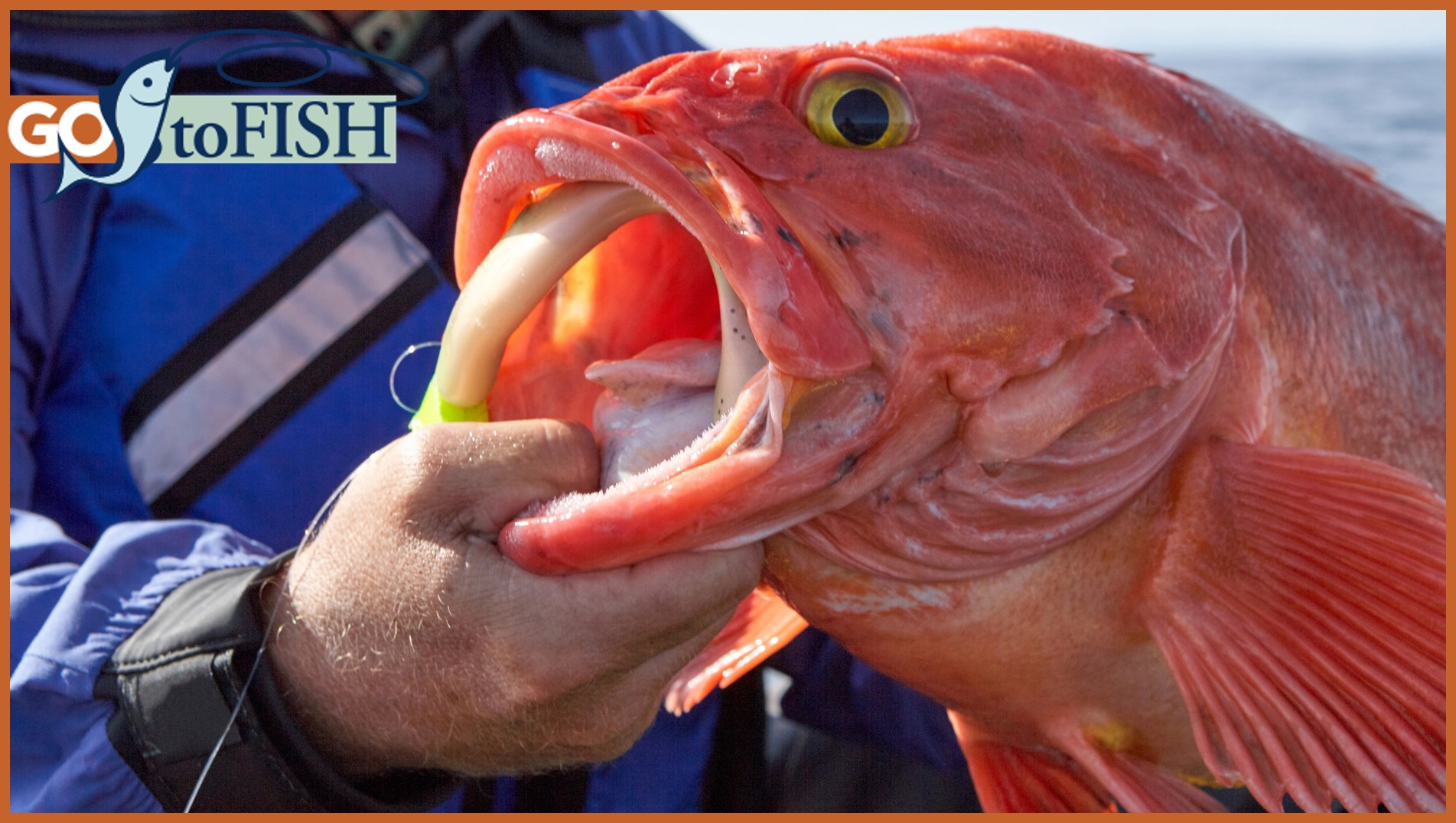 GotoFish social1