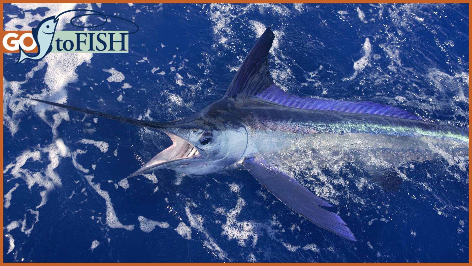GotoFish social3