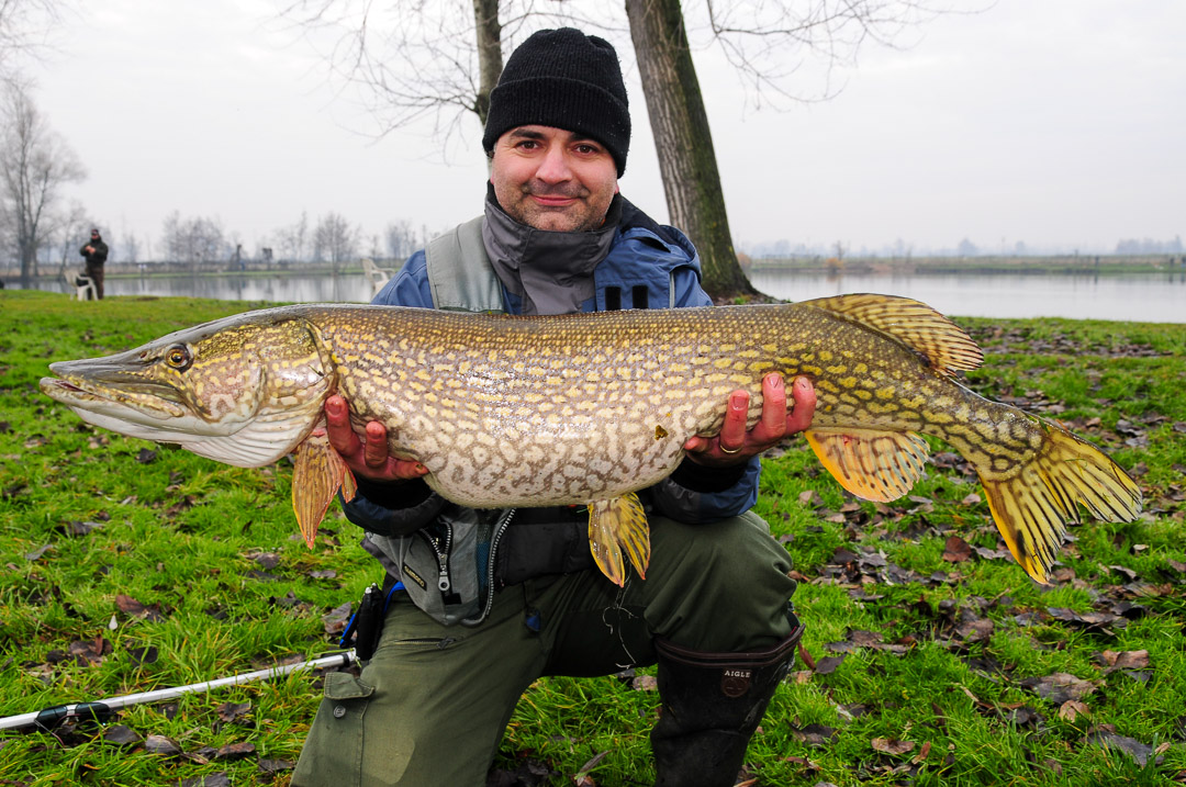 golden pike gara pesca luccio 1