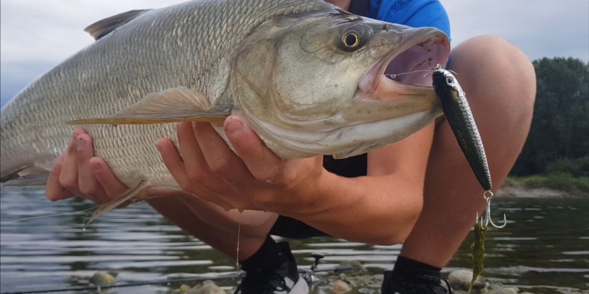 Pesca a spinning all'aspio