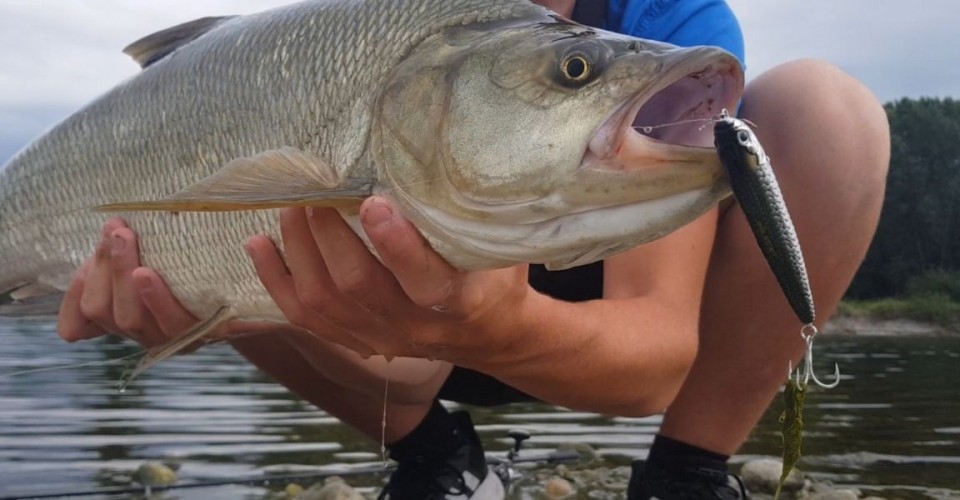 Pesca a spinning all'aspio