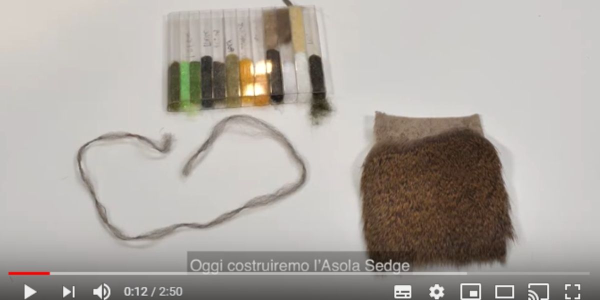  Asola Sedge