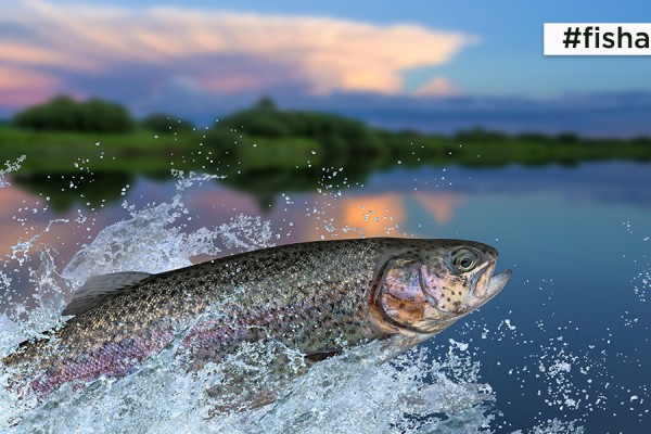 #FISHANDTIPS: LE TECNICHE DI PESCA ALLA TROTA